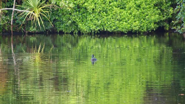 A male Papango New Zealand Scaup duck diving into calm water with green trees in the background