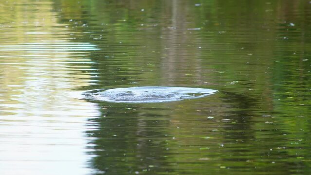 A male Papango New Zealand Scaup duck diving into calm water, leaving a ripple behind it