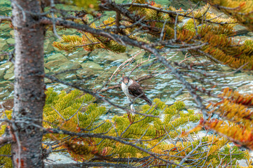 Canada Jay standing on a branch above water