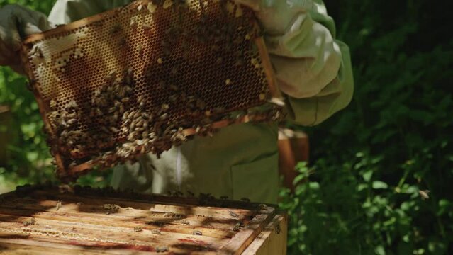 Beekeeper Inspecting Honey at Apiary Bee Yard. Close Up