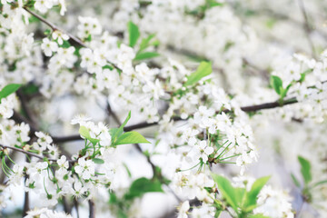 White flowers on a green bush. The white rose is blooming. Spring cherry apple blossom.