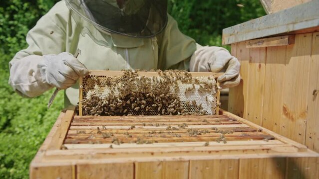 Beekeeper Harvesting Honey At Apiary Bee Yard. Close Up
