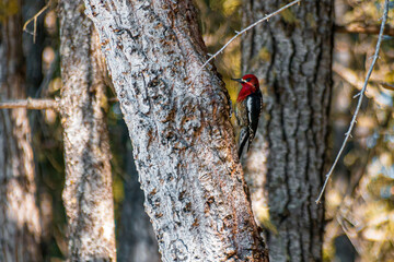 Red breasted sapsucker on a tree
