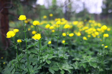 Plants and flowers macro. Detail of petals and leaves at sunset. Natural nature background.