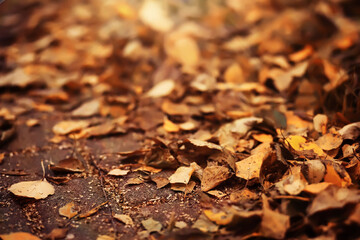 Fototapeta na wymiar Lively closeup of falling autumn leaves with vibrant backlight from the setting sun