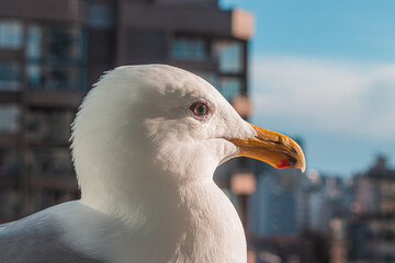 Seagull close-up against a city