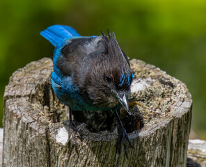 steller's jay