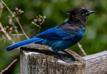 steller's jay
