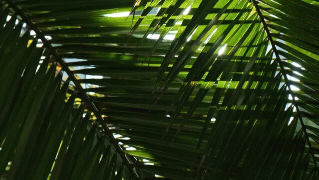 Green palm leaf pattern texture abstract background tropical forest, concept of ecology and destination progress. Indoor greenery Sunbeam sunlight through leafs. Freedom journey lifestyle jungle