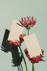 Blank paper sheets, pink gerber flowers with sunlight shadows over mint wall. Business branding,...