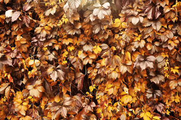 Lively closeup of falling autumn leaves with vibrant backlight from the setting sun