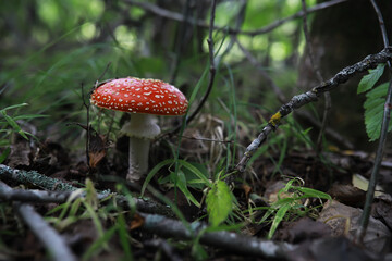 Mushroom during fall in a Forest Lane with Shallow Depth of Field