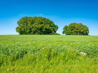 Feld mit Hügelgräbern auf der Insel Rügen
