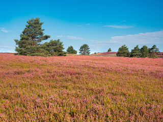 Heidelandschaft mit blühendem Heidekraut am Brunsberg, Lüneburger Heide