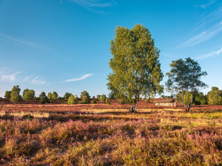 Heidelandschaft mit blühendem Heidekraut im Abendlicht, Lüneburger Heide