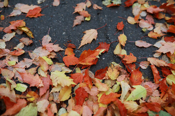 Red and orange autumn leaves background. Outdoor.Colorful backround image of fallen autumn leaves perfect for seasonal use.