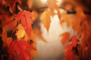 Red and Orange Autumn Leaves Background
