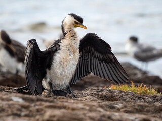 Little Pied Cormorant, Microcarbo melanoleucos, drying wing feathers after diving