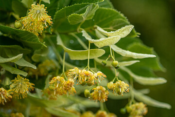 Linden or lime tree in bloom in June during a rainy day, close up