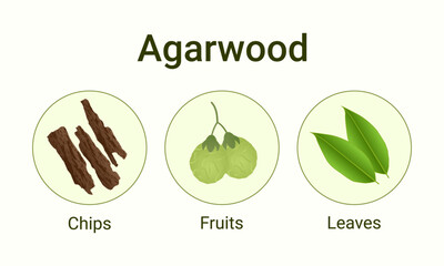 Agarwood chips fruits and leaves