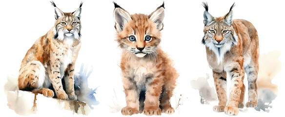 Watercolour illustration of three lynx isolated on white background as transparent PNG, generative AI animal clipart bundle - obrazy, fototapety, plakaty