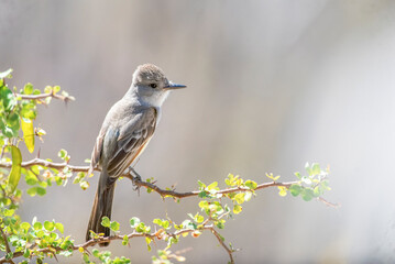 Ash-throated flycatcher (Myiarchus cinerascens)