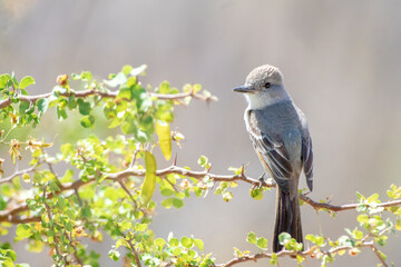Ash-throated flycatcher (Myiarchus cinerascens)