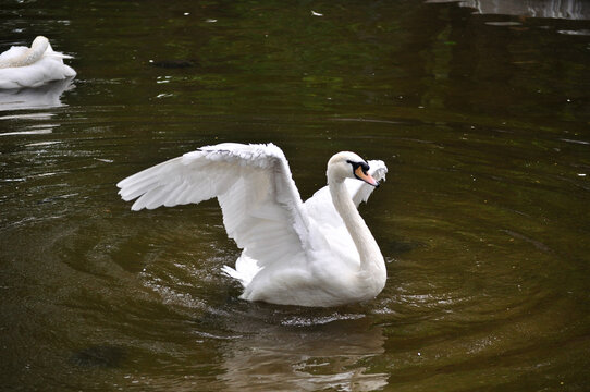 Mute swan (Cygnus olor) he bathes and grooms his feathers