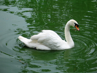 Mute swan (Cygnus olor) portrait