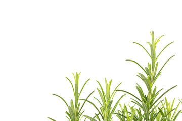 Branches of rosemary on a white background