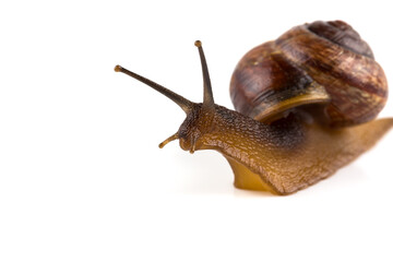 Garden snail ,isolated on white