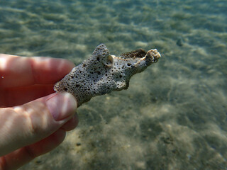 dead coral in hand