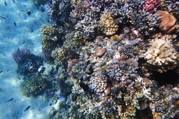 Naklejka na ściany i meble coral reef in Egypt, Makadi Bay