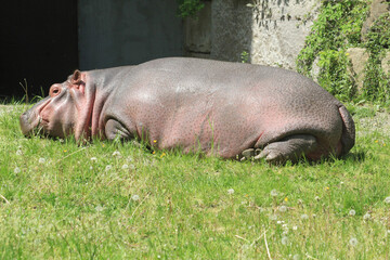 hippo in the grass