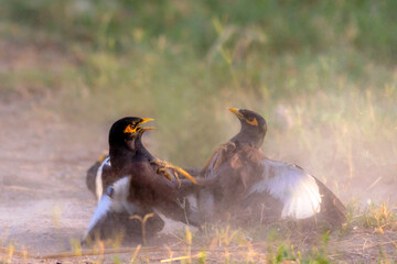 closeup of common myna fighting  in green fields in blur background 