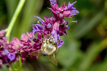 honey bee collecting pollen on purple salvia flowers