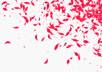 Red Petal Vector Transparent Background. Spring