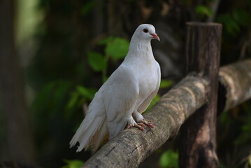 Pigeon perching on branch. The domestic pigeon, Columba livia domestica or Columba livia forma domestica