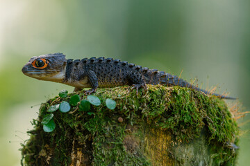 Red Eyed Crocodile Skink (Tribolonotus gracilis), animal closeup 
