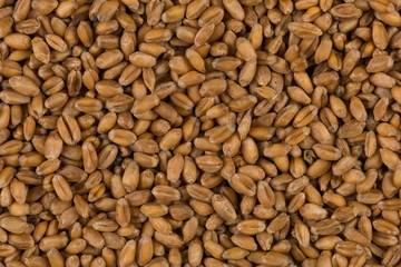 whole background of wheat grain