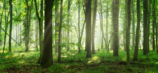 Panorama of Natural Beech and Oak Tree Forest with Sunbeams through Morning Fog - obrazy, fototapety, plakaty
