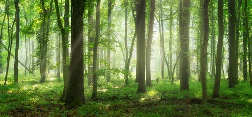 Fototapeten Panorama of Natural Beech and Oak Tree Forest with Sunbeams through Morning Fog © AVTG