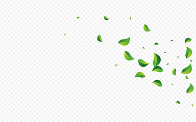 Forest Greens Organic Vector Transparent
