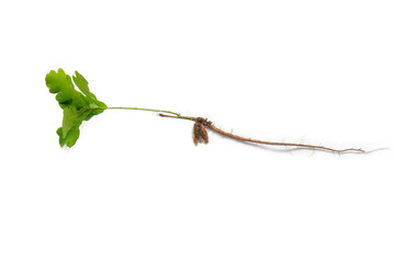 Germinating acorn of Oak tree: leaf, acorn and root, isolated on white background © Matauw