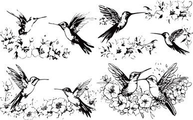 Set of hummingbird silhouettes, black and white design, vector illustration, SVG, great for t-shirts, mugs, birthday cards, wall stickers, stickers, iron-on, scrapbooking,