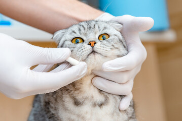 Vet gives medication for animal.a white tablet is given to a cat gray Scottish Fold cat.The concept...