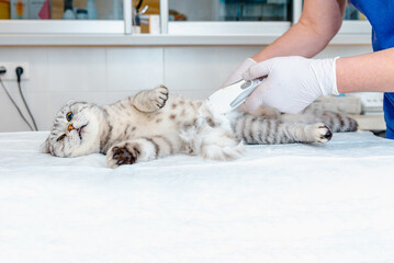 A veterinarian's hand shaves a cat's belly at veterinary clinic, the cat is examined and prepared...