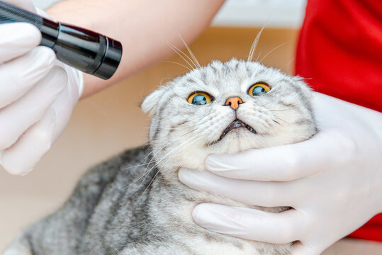 Vet doctor examining pet cat eyes.Cross process.Domestic pet healthcare.Close-up.