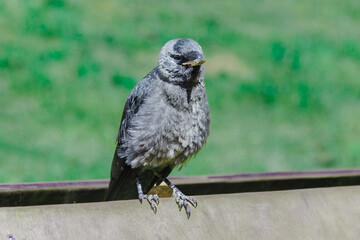 Black Crow perched on a wooden board in summer sunshine.