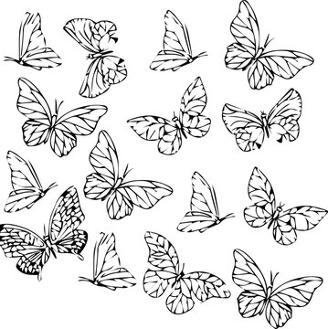 15 butterflies sheet Seamless pattern with butterflies. Black and white 
